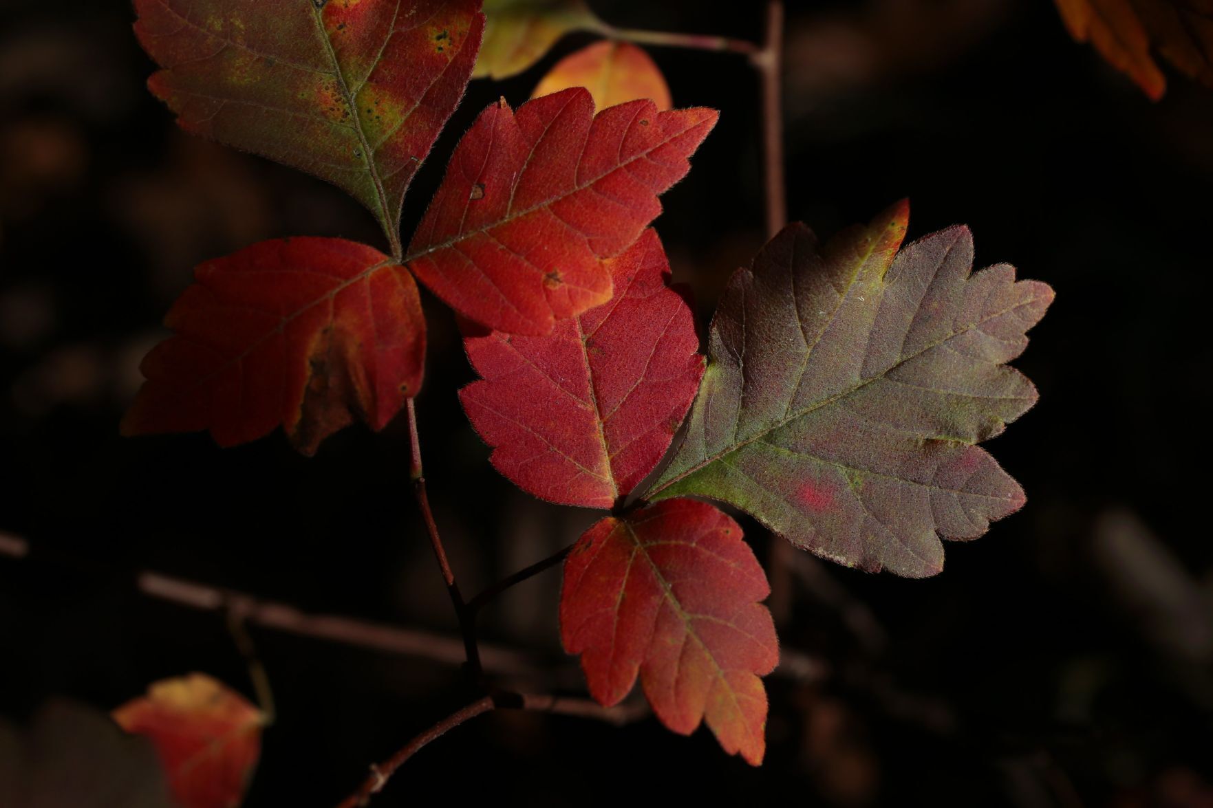 St. Louis shows its color